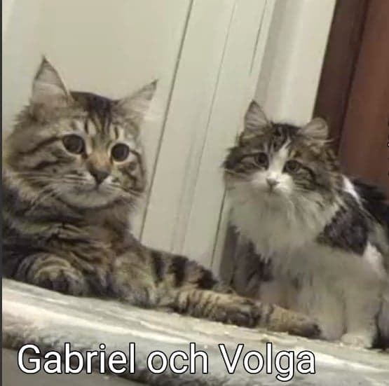 Sibirisk katt Gabriel och Vickie